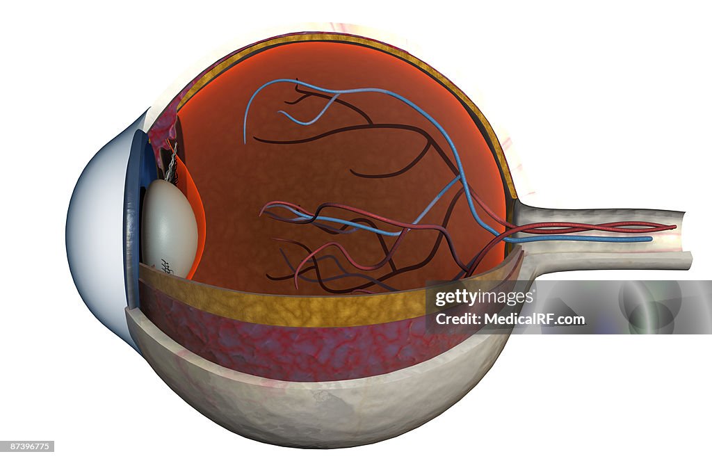 Structure of the eye