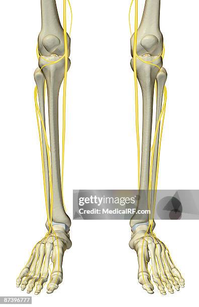 ilustraciones, imágenes clip art, dibujos animados e iconos de stock de the nerves of the leg - sciatic nerve