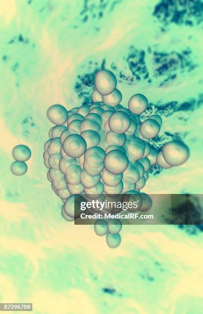 ovum - human embryo stock illustrations