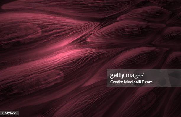 smooth muscle tissue - muskelfaser stock-grafiken, -clipart, -cartoons und -symbole