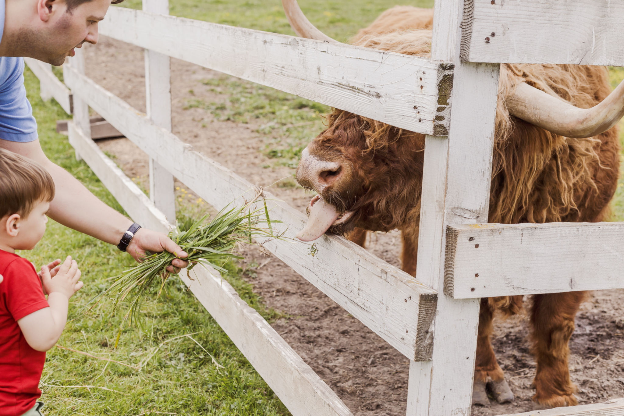 highland cattle interaction