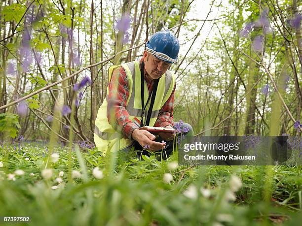 ecologist with bluebells - ecologist stock pictures, royalty-free photos & images