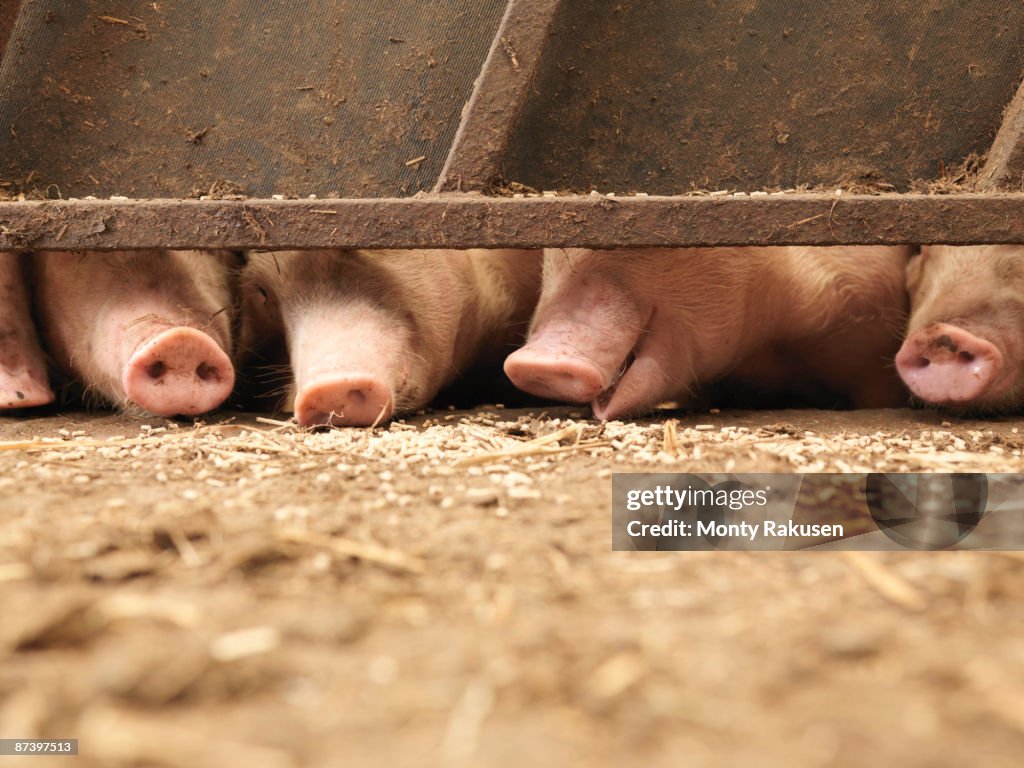 Pig Snouts