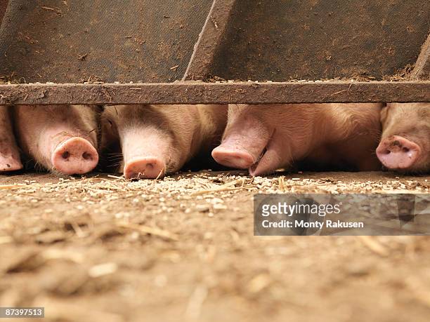 pig snouts - pig snout stock pictures, royalty-free photos & images