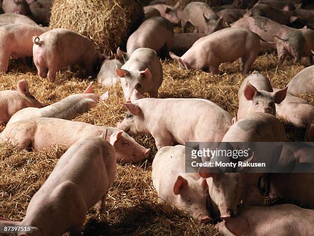 piglets inside barn - porco imagens e fotografias de stock