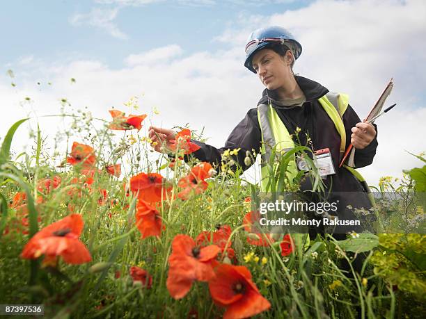 female ecologist with poppies - stehmohn stock-fotos und bilder