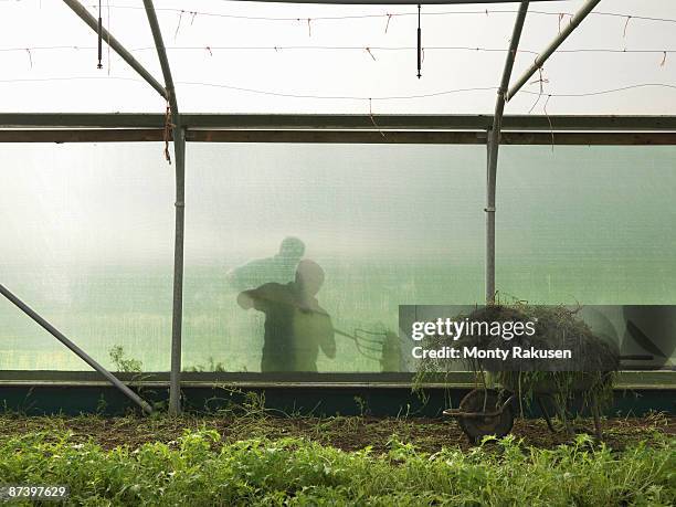 farmer outside polytunnel - monty shadow stockfoto's en -beelden