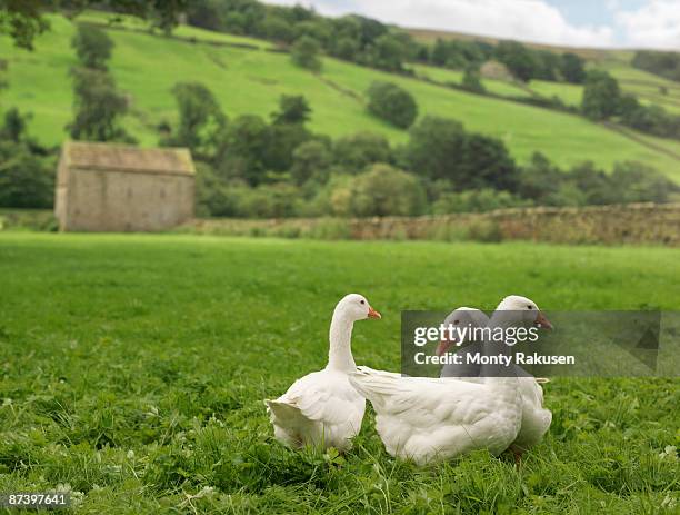 three geese in field - barn stock pictures, royalty-free photos & images