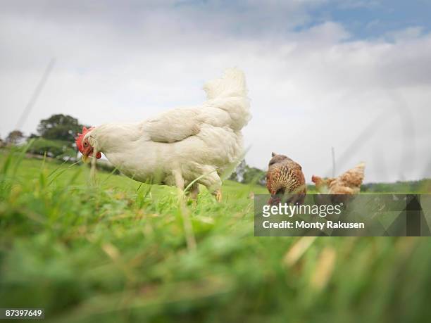 hens in field - chickens in field stock pictures, royalty-free photos & images