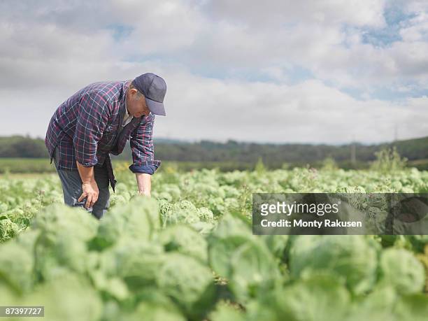 farmer in crop field - tadcaster stock-fotos und bilder