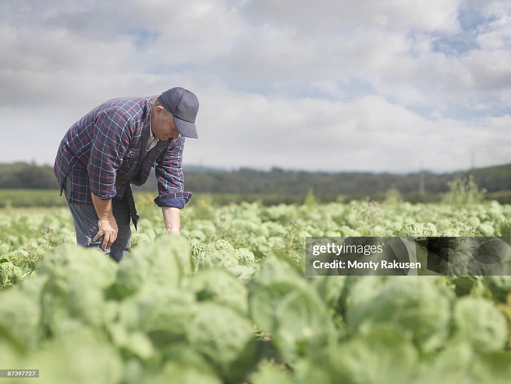Farmer In Crop Field