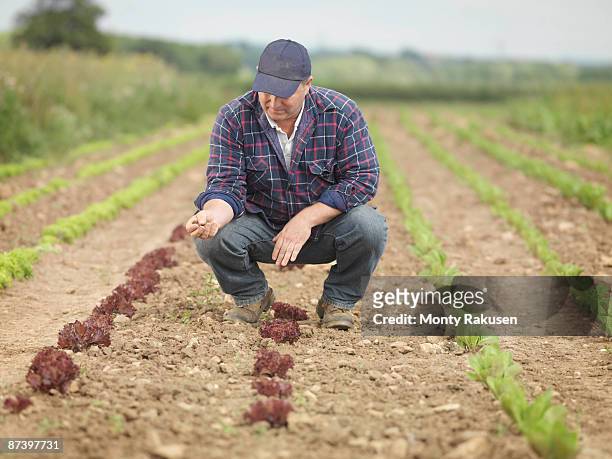 farmer tending crops in field - tadcaster stock-fotos und bilder