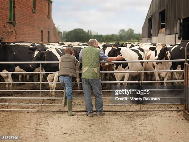 farmer and son looking at cows - tadcaster stock-fotos und bilder