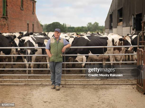 farmer with cows - tadcaster stock-fotos und bilder