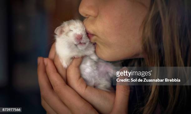 pet love. close up of a long-haired girl kissing a small syrian hamster - golden hamster - fotografias e filmes do acervo