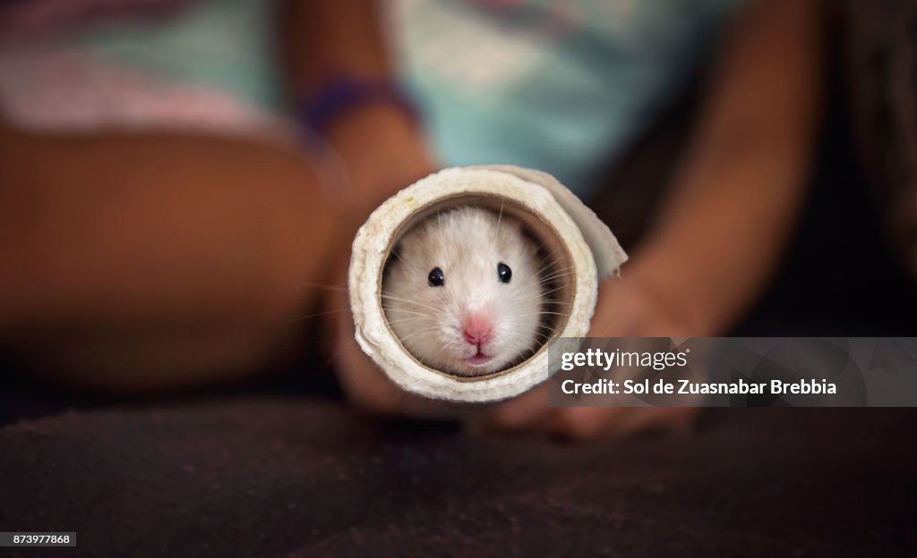 Small Syrian hamster peeking through a paper tube held by a girl