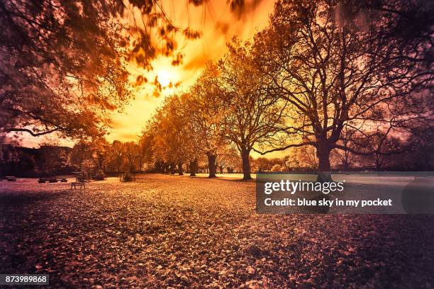 infrared images of london fields park in autumn. - platanus acerifolia stock pictures, royalty-free photos & images