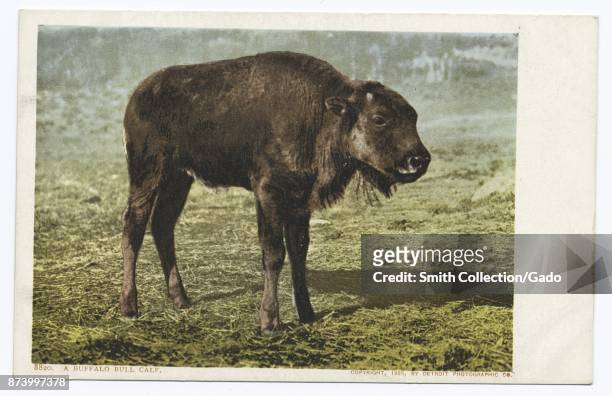 Buffalo bull calf standing in grassy meadow, Yellowstone National Park, Wyoming, USA, 1914. From the New York Public Library.