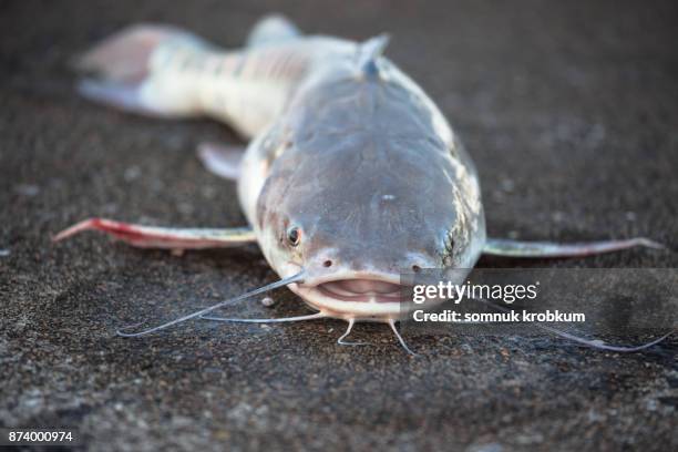 sea catfish - catfish stock pictures, royalty-free photos & images