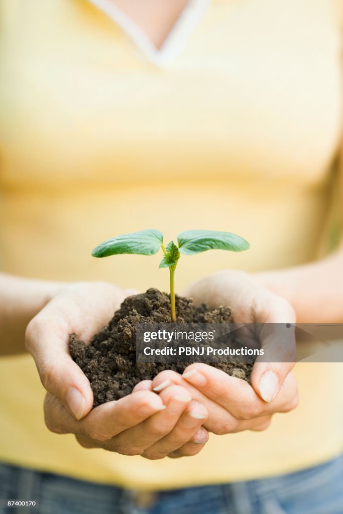 Hispanic woman holding seedling