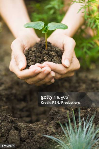 hispanic woman holding seedling - casting stockfoto's en -beelden