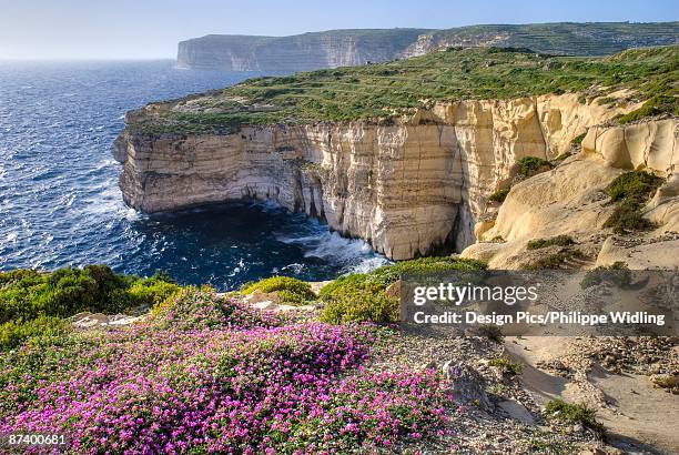 cliffs with wildflowers - philippe malta stock pictures, royalty-free photos & images