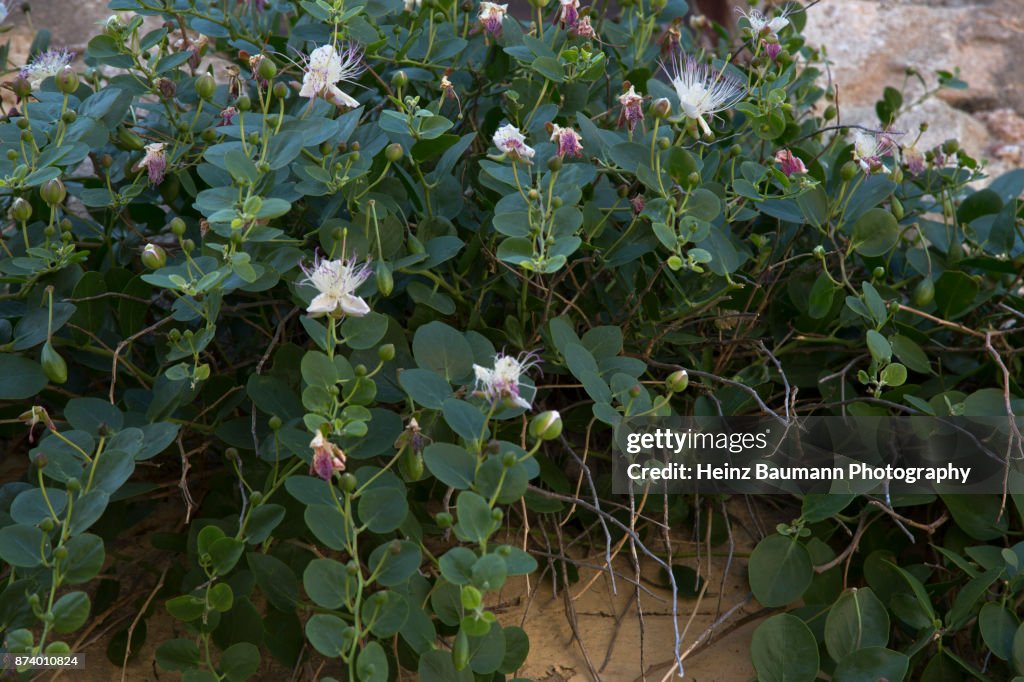 Capers in bloom in Monemvasia, Peloponnese, Greece