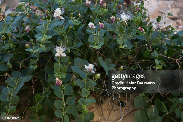 capers in bloom in monemvasia, peloponnese, greece - heinz baumann photography stock pictures, royalty-free photos & images