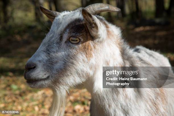 the look of a goat - heinz baumann photography stock pictures, royalty-free photos & images