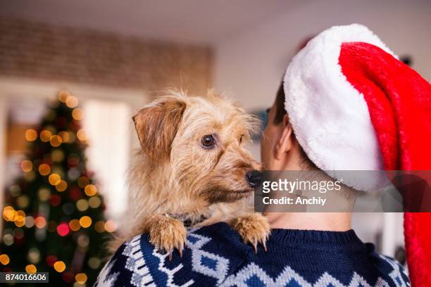cute small fluffy dog leaning over owner's shoulder - dog licking stock pictures, royalty-free photos & images
