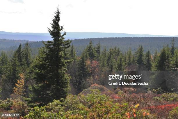 pine forest, west virginia, usa - amerikanische forstbehörde stock-fotos und bilder