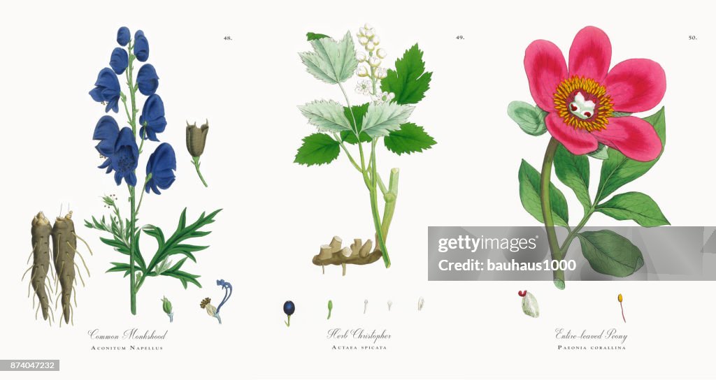 Common Monkshood, Aconitum Napellus, Victorian Botanical Illustration, 1863