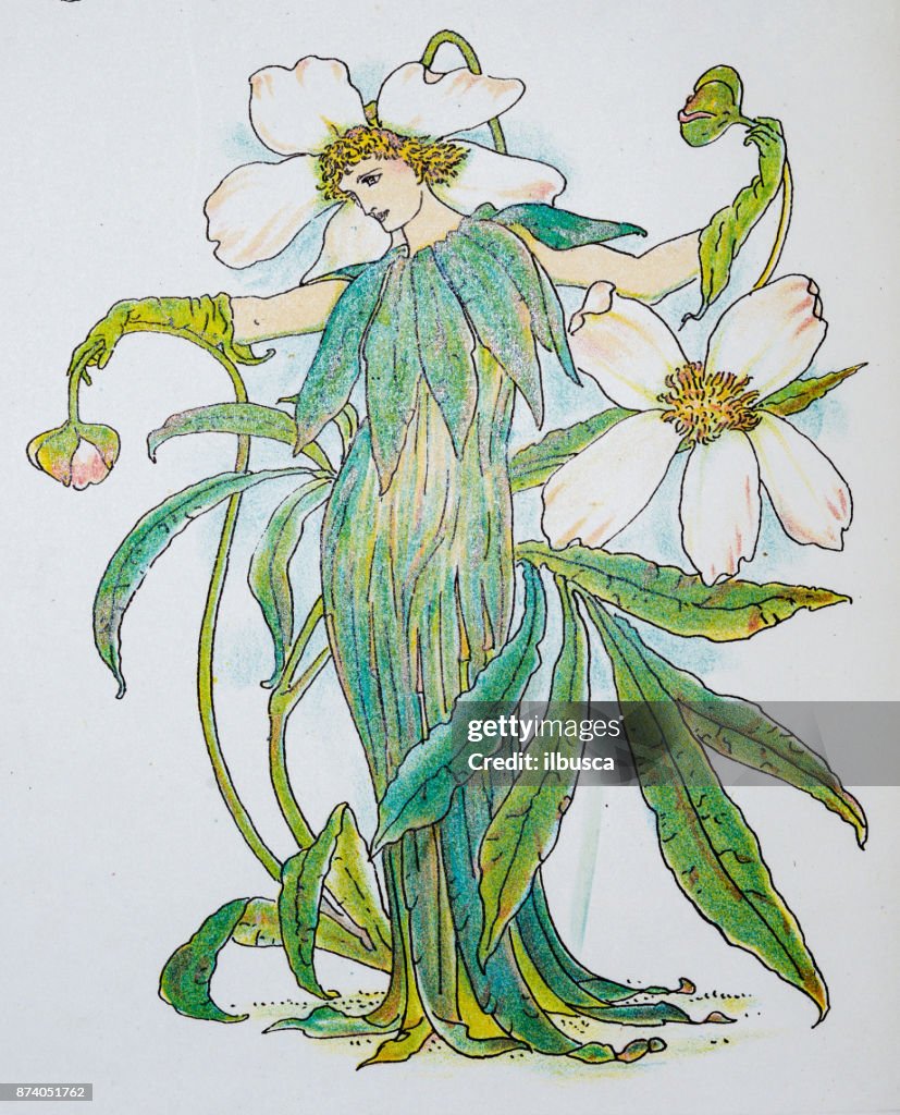 Antiga ilustração de humanizado flores e plantas: rosa de Natal