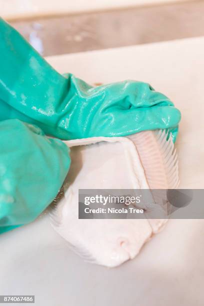 fishmonger shining a dover sole fish for a customer. - deboning fish stock pictures, royalty-free photos & images