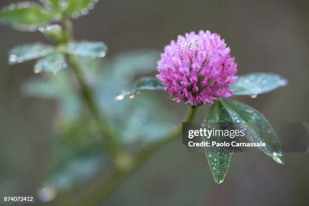 clover flower bud, trifolium pratense, drops dew covered in the morning - clover sprouts stock pictures, royalty-free photos & images