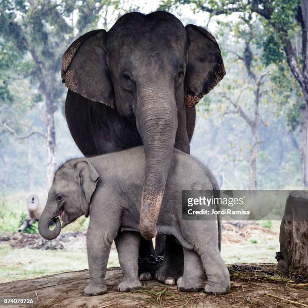 elephants - asian elephant stock pictures, royalty-free photos & images