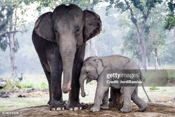 elephants - jordi ramisa stock pictures, royalty-free photos & images