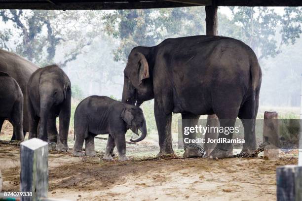 elephants - jordi ramisa stock pictures, royalty-free photos & images