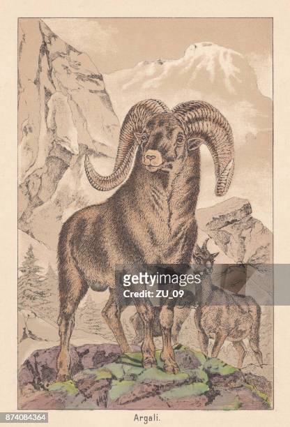 argali (ovis ammon), asian wild sheep, hand-colored lithograph, published in 1891 - argali stock illustrations