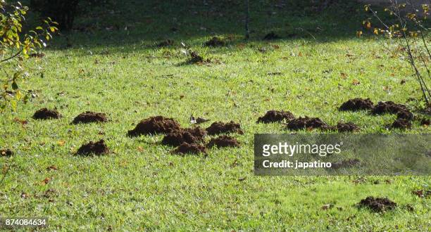 mounds produced by moles in an orchard - maulwurf stock-fotos und bilder