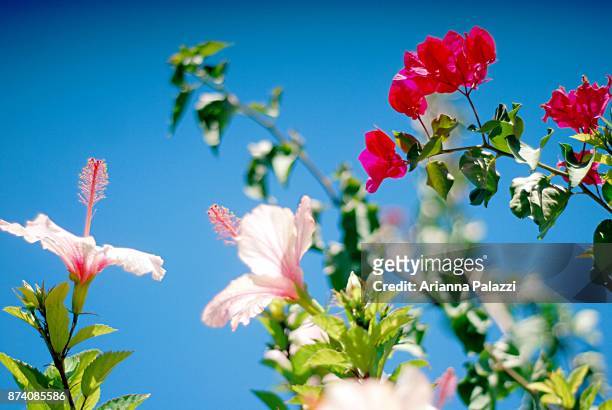 fiori rosa - fiori rosa stock pictures, royalty-free photos & images
