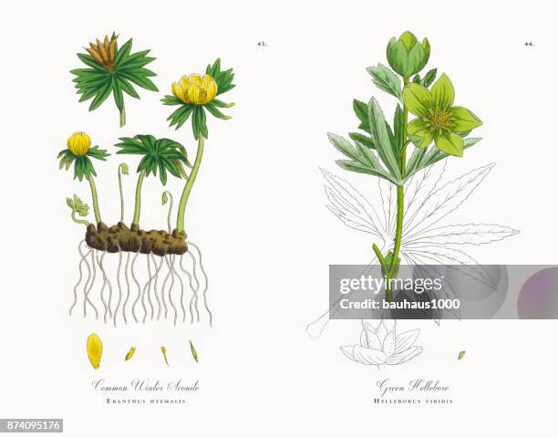 illustrations, cliparts, dessins animés et icônes de commune aconit d’hiver, eranthus hyemalis, illustration botanique victorienne, 1863 - bouton d'or