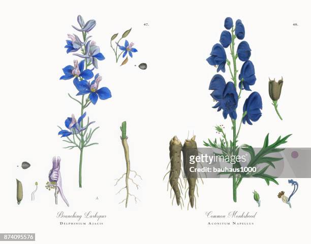 ilustrações de stock, clip art, desenhos animados e ícones de branching larkspur, delphinium ajacis, victorian botanical illustration, 1863 - delfínio