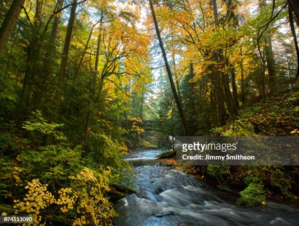 waterfall and bridge in autumn. - contea di whatcom foto e immagini stock