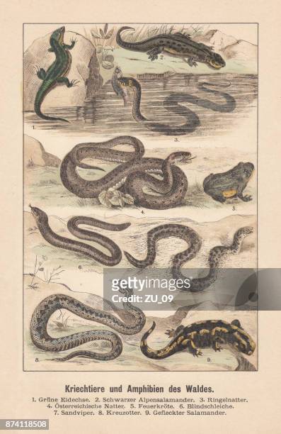 ilustrações de stock, clip art, desenhos animados e ícones de reptiles and amphibians of the forest, hand-colored lithograph, published 1891 - iguana