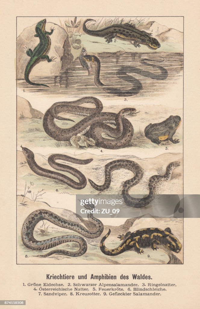 Reptiles and amphibians of the forest, hand-colored lithograph, published 1891