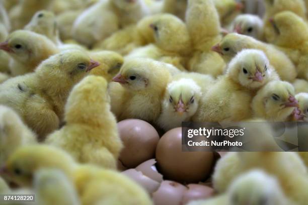 Chicks are pictured in a breeder house at a Chicken Hatchery in Gaza city on November 14, 2017.