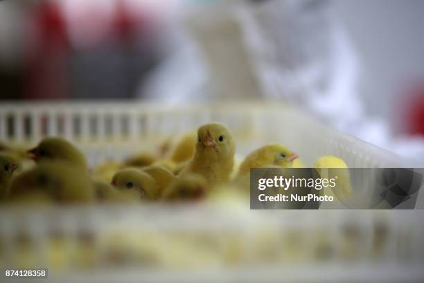 Chicks are pictured in a breeder house at a Chicken Hatchery in Gaza city on November 14, 2017.