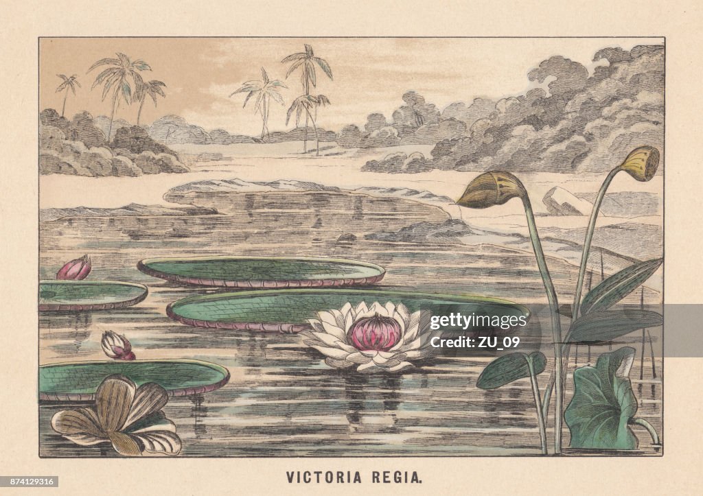 Victoria amazonica (formerly Victoria Regia), hand-colored lithograph, published in 1891
