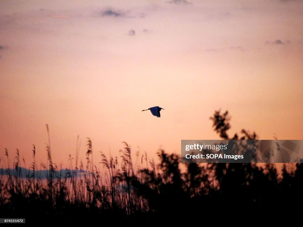 A bird seen flying during sunset.
In late autumn, 160 000...